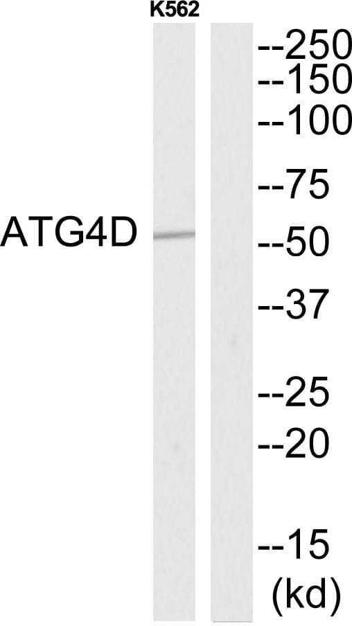 ATG4D Antibody