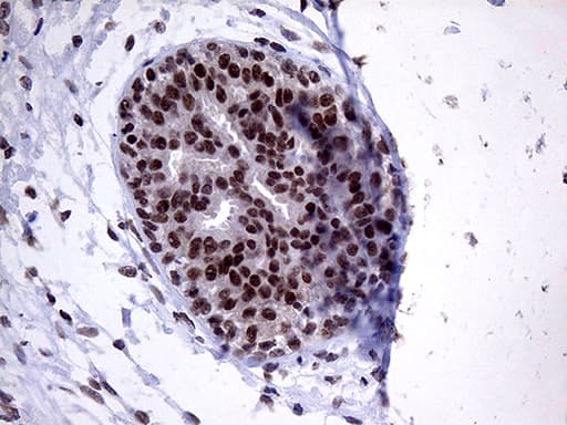 Monoclonal Mouse anti-Human ZNF329 Antibody (clone OTI2B11, Carrier-free, aa1-203, IHC, WB)