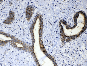 ERBB4 / HER4 Antibody