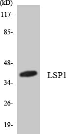 LSP1 Antibody (aa87-136)