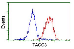 ERIC-1 / TACC3 Antibody (clone OTI3B1)