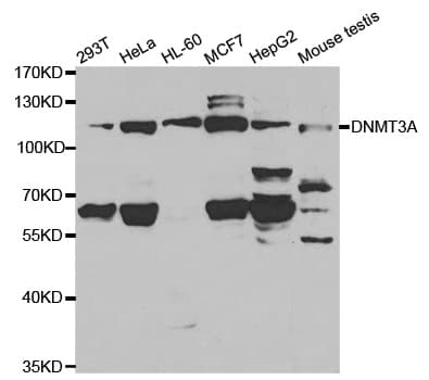 DNMT3A Antibody