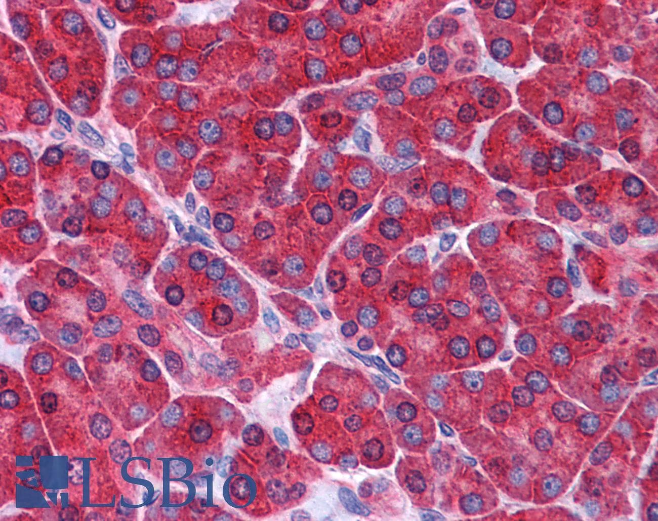 IHC-plus™ HINT / HINT1 Antibody