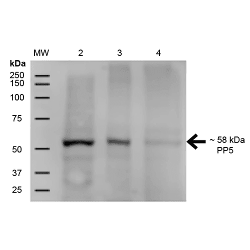 PPP5C Antibody (clone 12F7, PerCP)