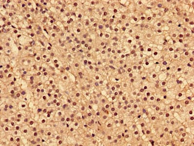 INPP5A Antibody