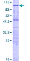 Human TCF25 Protein (Recombinant GST)
