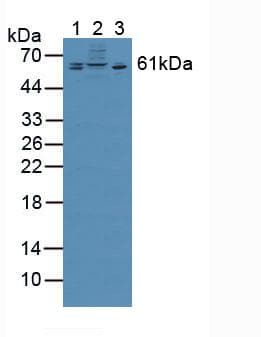 CSPG5 / Neuroglycan C Antibody (aa139-370)