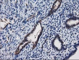 NHEJ1 / XLF Antibody (clone OTI3D6)