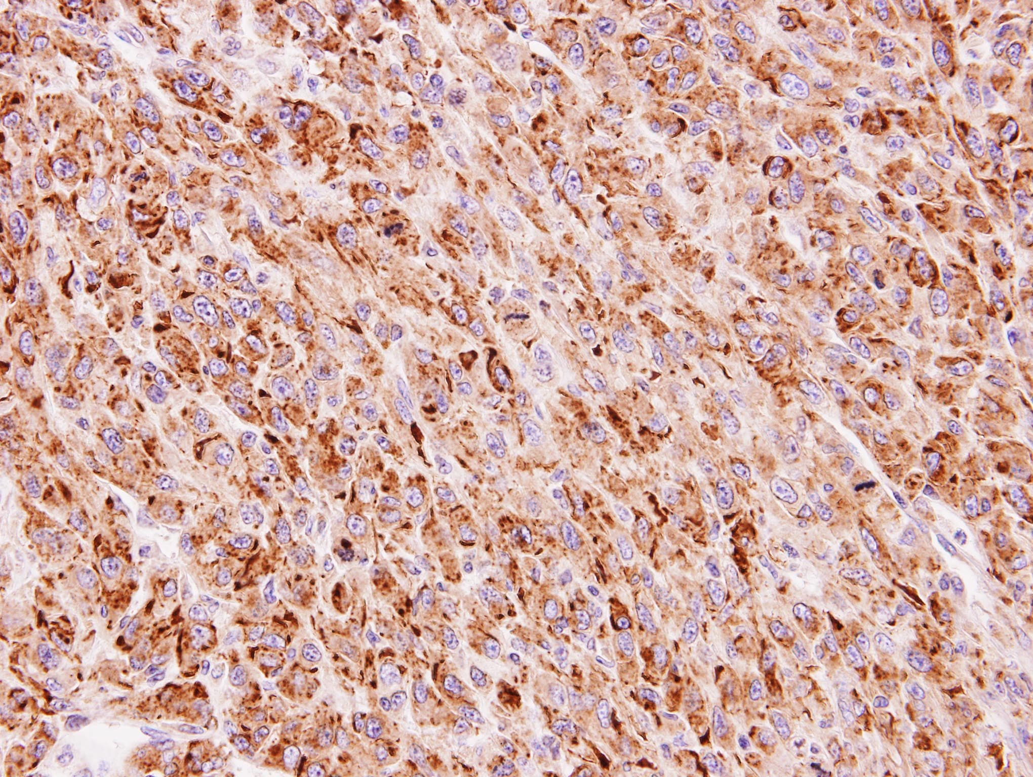 TTC30A Antibody (aa347-665)