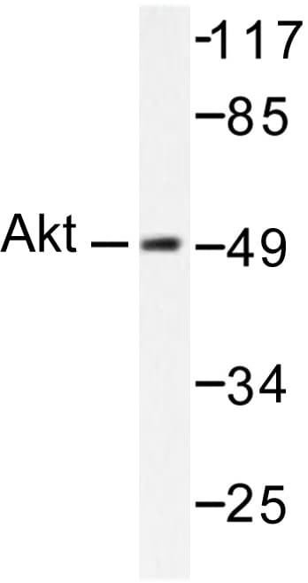 AKT1 + AKT2 + AKT3 Antibody (Pro467)