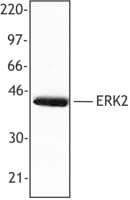 IHC-plus™ Polyclonal Rabbit anti-Rat MAPK1 / ERK2 Antibody (C-Terminus, IHC, WB)