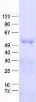 Human GTF2H4 / TFB2 Protein (Recombinant His, N-Terminal)
