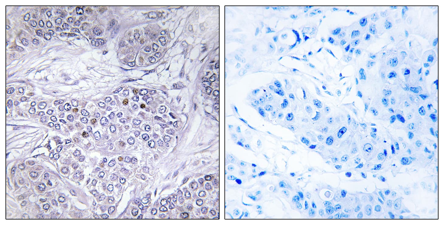 CEBPG / CEBP Gamma Antibody (aa31-80)