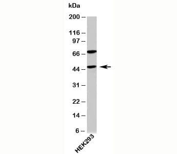 APG4B / ATG4B Antibody (N-Terminus)