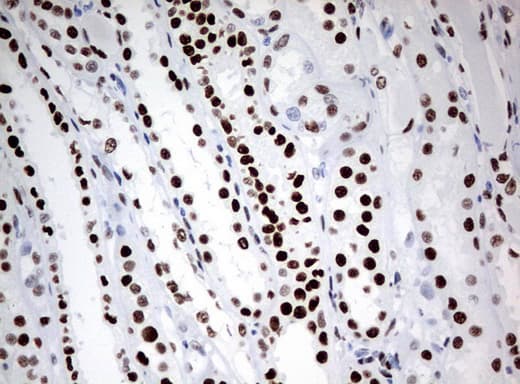ZSCAN18 / ZNF447 Antibody (clone UMAB114, Carrier-free)