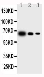 IL23A / IL-23 p19 Antibody (aa29-48)