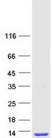 Human SCGB1A1 / Uteroglobin Protein (Recombinant Myc-DDK (Flag))