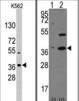 NANOG Antibody (aa15-49)