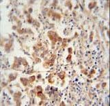 TEX13B Antibody (aa276-305)