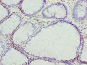 MLZE Antibody