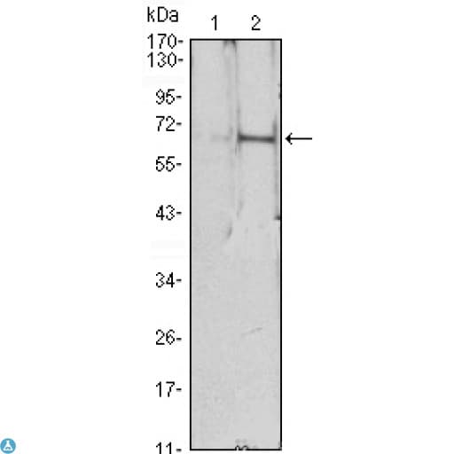 EPO / Erythropoietin Antibody