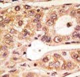 TLR5 Antibody (aa825-856)