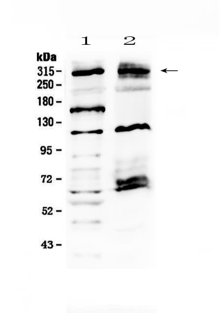 Polyclonal Rabbit anti-Human MED13 / TRAP240 Antibody (WB)