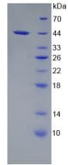 Mouse APOC4 / Apolipoprotein CIV (Recombinant His-GST)