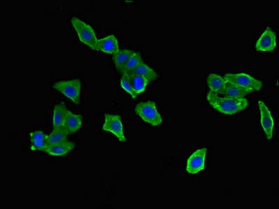 DNAJB6 Antibody