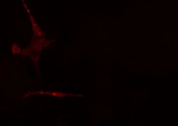 Polyclonal Rabbit anti-Human TCF7L1 / TCF-3 Antibody (IF, WB)