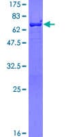 Human BASP1 Protein (Recombinant GST)