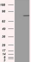 APP / Beta Amyloid Precursor Antibody (clone OTI6F11, Carrier-free)