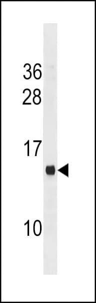 Polyclonal Rabbit anti-Human MS4A14 / MS4A13 Antibody (aa7-36, WB)