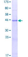 Human LYZL2 Protein (Recombinant GST)