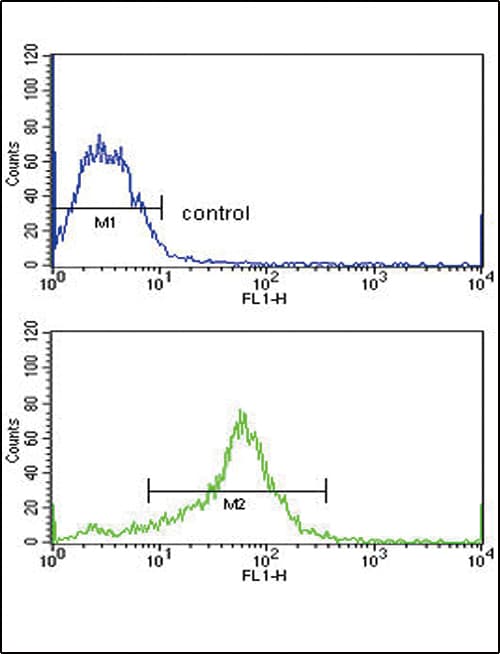 Polyclonal Rabbit anti-Human TIMP3 Antibody (aa113-139, IHC, WB)