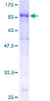 Human IL22RA1 / IL22R Protein (Recombinant GST)