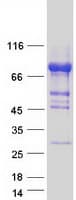 Human ZSCAN18 / ZNF447 Protein (Recombinant Myc-DDK (Flag))
