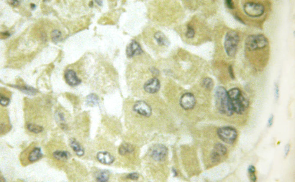 CDC25A Antibody (phospho-Ser178)