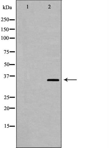 SPY1 / SPDYA Antibody