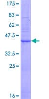 Human ORMDL3 Protein (Recombinant GST)