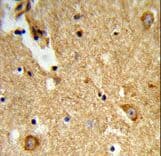 ENTPD2 Antibody (aa86-113)
