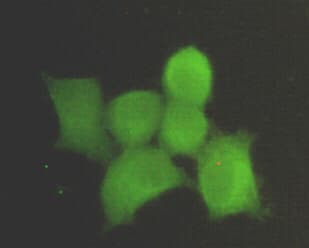 PPP1CA / PP1-Alpha Antibody