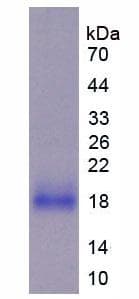 Mouse HMCN1 Protein (Recombinant His-GST)
