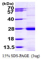 Human RAP1A Protein (Recombinant His)