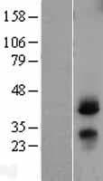 CD82 Protein (Over-Expression Lysate Myc-DDK (Flag))