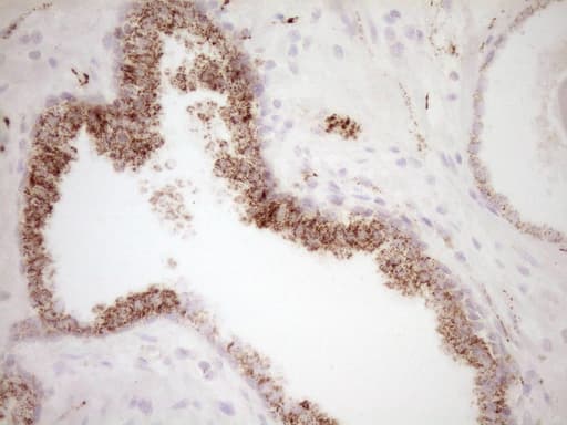 VIP Antibody (clone OTI1E8)