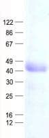 Human HS3ST5 / 3OST5 Protein (Recombinant His, N-Terminal)