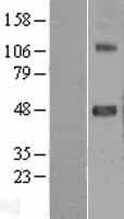 SRPX2 Protein (Over-Expression Lysate Myc-DDK (Flag))