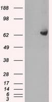 GBP2 Antibody (clone OTI4H2)