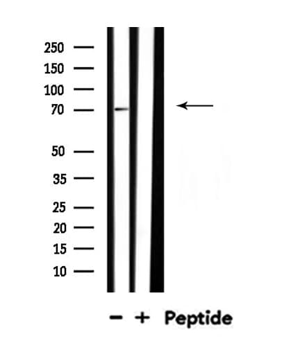 PLK3 Antibody
